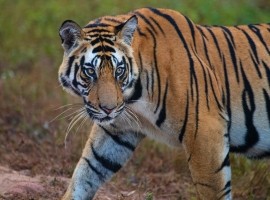 2023 Tigers of India Photography Tour