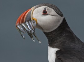 Wildlife Photography For Beginners Workshop Gift Voucher