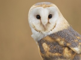 Owl Photography Gift Voucher