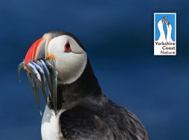 Seabird Pack