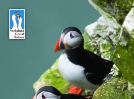 Puffin Postcard Pack