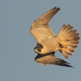 Birding Discovery Day - Flamborough Headland Migration Specials 2026