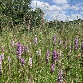 Wild Flower  Walks: Flowers & Wildlife on a Lowland Farm