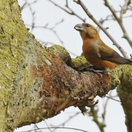 Birding Discovery Day - Forest And River Birds