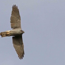 Goshawk Birding Safari - Autumn 2026