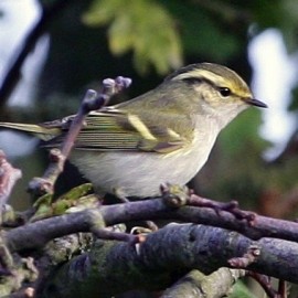 Spurn Birding Holiday - Autumn Migrants 2025
