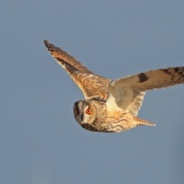 Birding Discovery Day - Spurn Migrants 2025