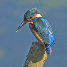 Birding Discovery Day - Wetland and Woodland - Tophill Low Nature Reserve
