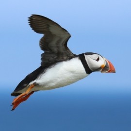 A Morning with Puffins and Friends