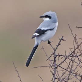Spurn Birding Holiday - Autumn Migrants 2026