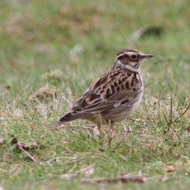 Norfolk Birding - April 2026