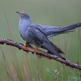 2025 Cuckoo and Kingfisher Photography Experience