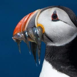 2025 Northumberland Wildlife Spectacular