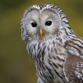 2026 Owl Photography Experience