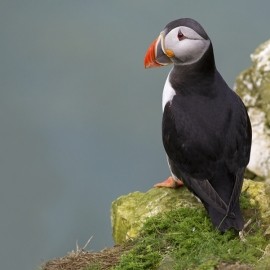 2025 Wildlife Photography For Beginners Workshop