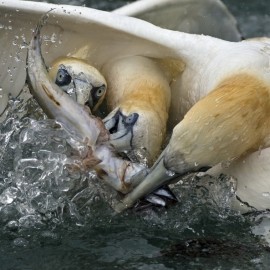 2026 Diving Gannet Photography Spectacular
