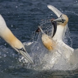 2025 Diving Gannet Photography Experience