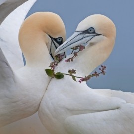 2025 Wildlife Photographer Experience Days