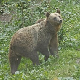 Birding and Bears in Transylvania 2024