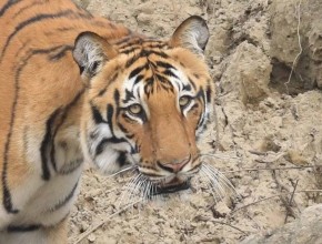 The Roar of the Jungle - International Tiger Day