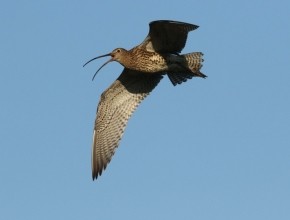 Time and Space for Curlews