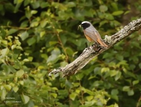 Firetail Safaris – May and June 2025