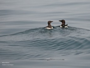 Razorbills on the Rise