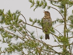 The Nightingale of the North