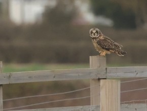 YCN Wildlife & Birding Trips - October 2025