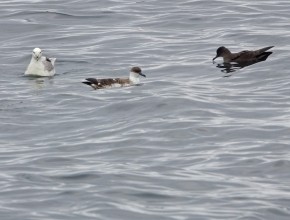 My Favourite Yorkshire Birding Day 2025 - Jono Leadley