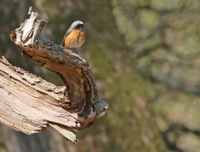 Firetail Safaris 2026 - A Magical Start