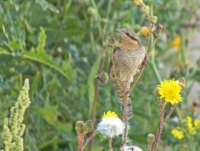 The Magic of Spurn Migfest