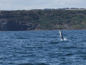 Seabird & Whale Boat Trips Late July – Early August 2026