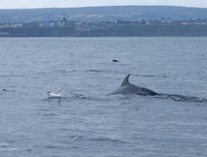 Seabird & Whale Boat Trips Mid - End of August 2026