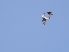 Goshawk Safaris - North Yorkshire - Autumn 2026  Fight Club!