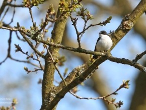 My Favourite Yorkshire Birding Day 2025 - Richard Baines