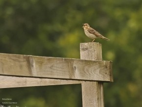 My Favourite Yorkshire Birding Day 2025 - Margaret Boyd