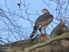 Goshawks of Berlin 2026 - YCN Trip Report