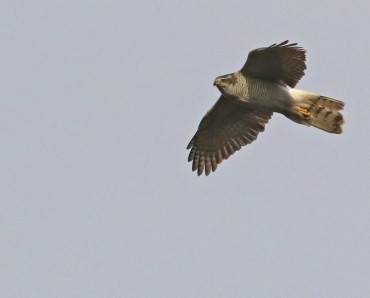 Goshawk Birding Safaris
