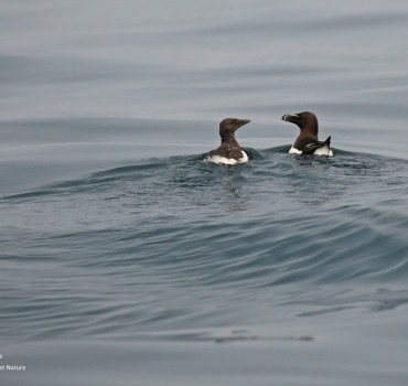 Razorbills on the Rise