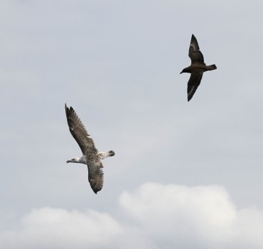 YCN Wildlife & Birding Trips - September 2025