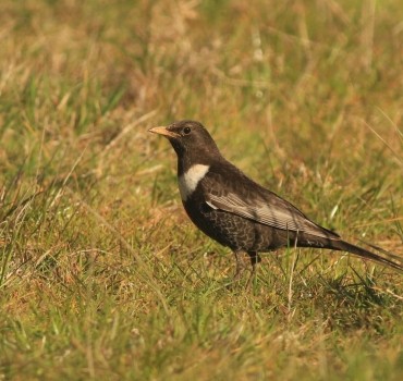Check your Blackbirds!