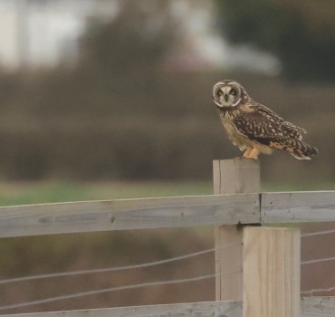 YCN Wildlife & Birding Trips - October 2025