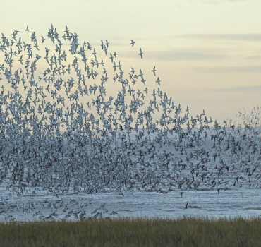 Outstray Waders - 25/11/25