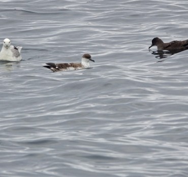 My Favourite Yorkshire Birding Day 2025 - Jono Leadley