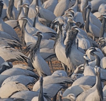 Spectacular Demoiselle Cranes in Rajasthan