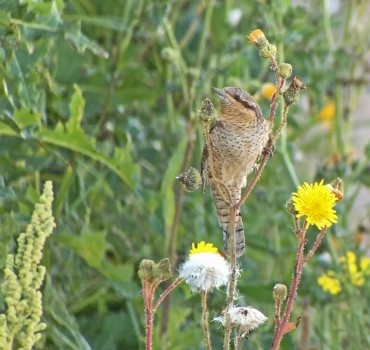 The Magic of Spurn Migfest