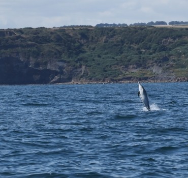 Seabird & Whale Boat Trips Late July – Early August 2026