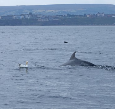 Seabird & Whale Boat Trips Mid - End of August 2026