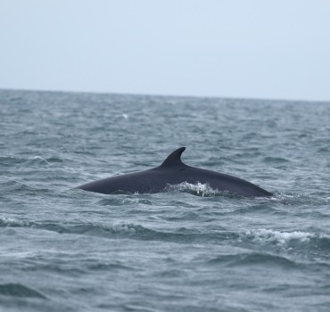 Seabird & Whale Boat Trips - Mid September - Early October 2026